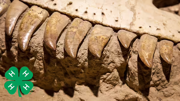 Photo of fossilized dinosaur jaw