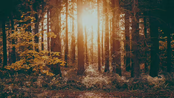 Fall forest with sunshine behind