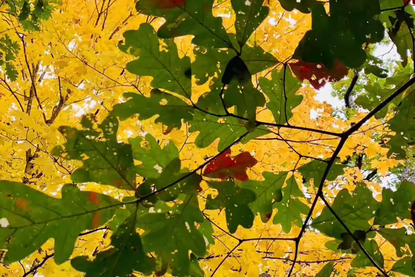 green oak leaves in front of yellow leaf tree