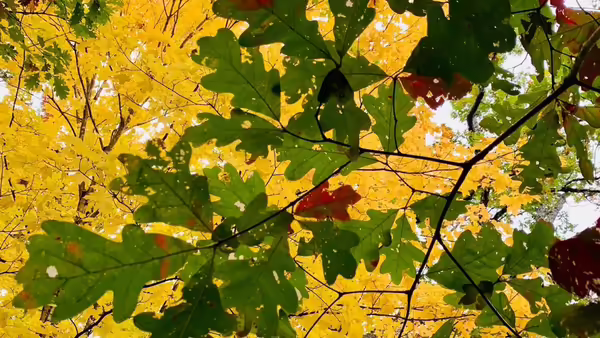 green oak leaves against yellow background