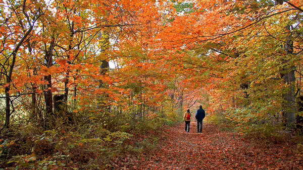 people walking on path with fall trees