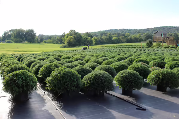 A row of mums in a field.