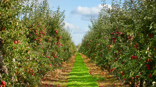 apple orchard