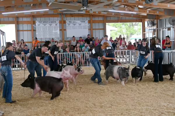 4-H'ers present their swine