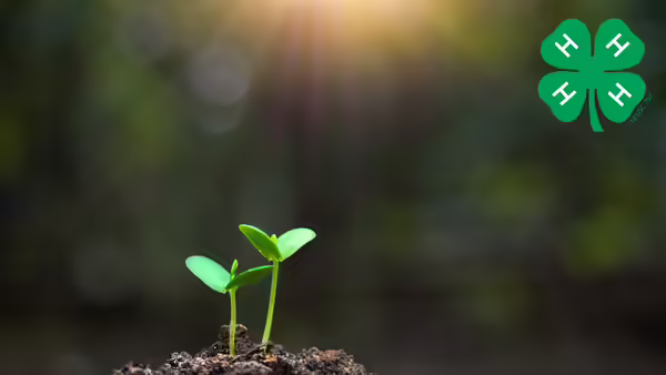 Photo of two plants sprouting
