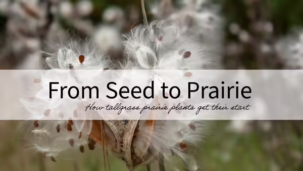 a milkweed plant bursting with seeds