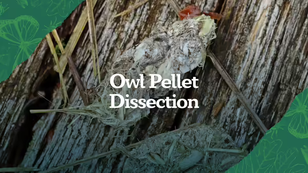 Owl Pellet Dissection