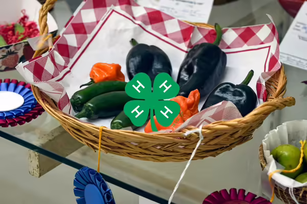 A variety of peppers in a wicker bowl with aa red and white gingham lining.