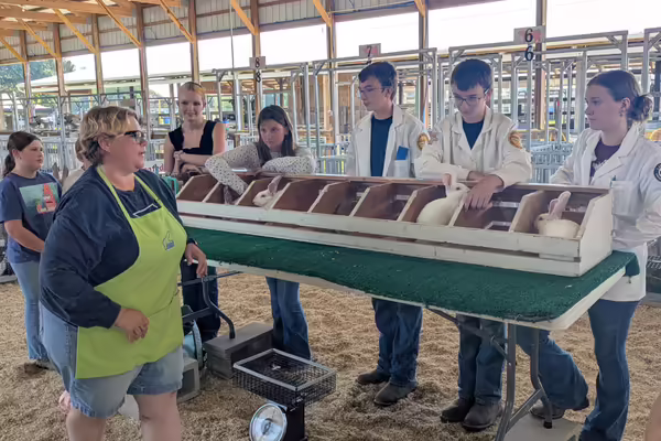 4-H'ers have their rabbits judged at the fair