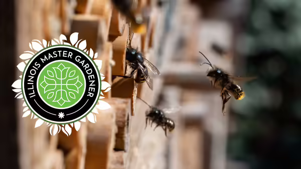 A bee flies into a circle tube inside an insect hotel.