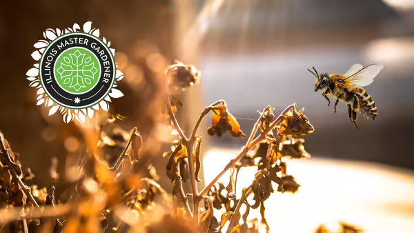 A bee flies near a dying plant stem and leaves.