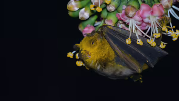 bat pollinating flower