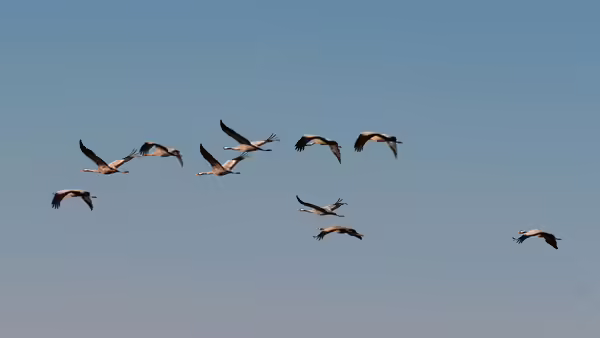 Geese flying in the sky