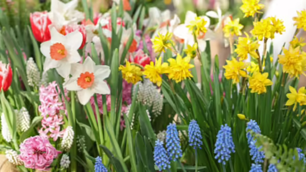a collection of bright spring flowers