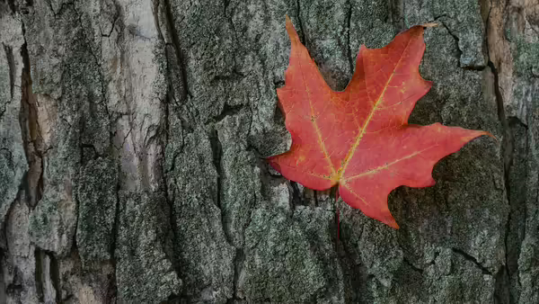 maple leaf on bark