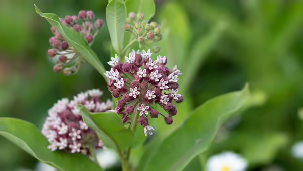 plant with small pink flowers