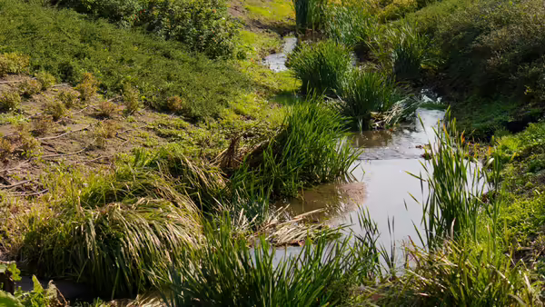 water stream running through farm 