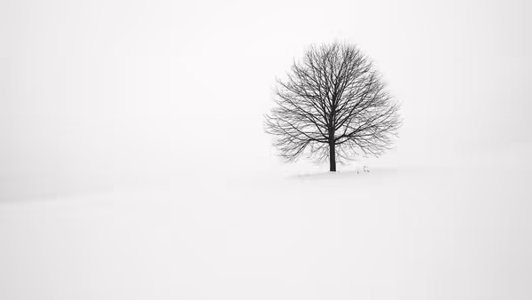snow covered ground with tree