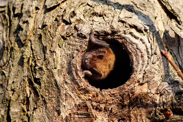 A brown bat in a knot hole in a tree