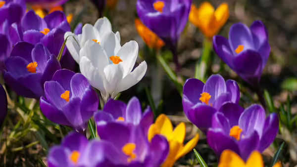Purple yellow white crocus