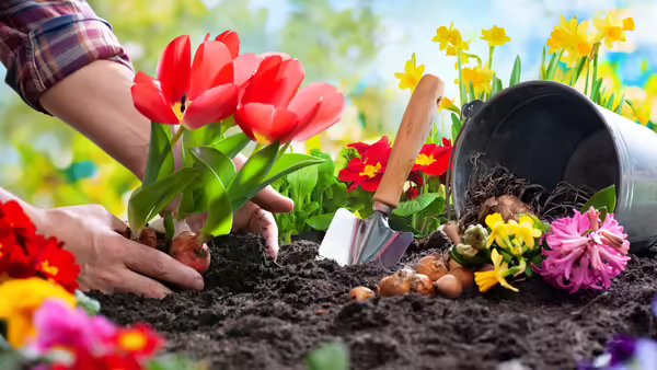 A close up of a person's hands planting tulips in the soil with other blooming flowers surrounding the tulips.