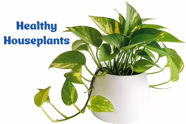 Potted House Plant