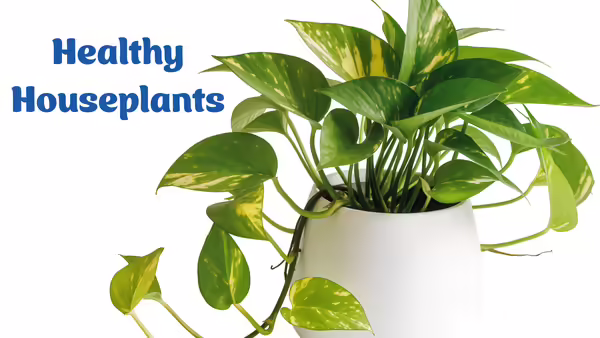 potted house plant
