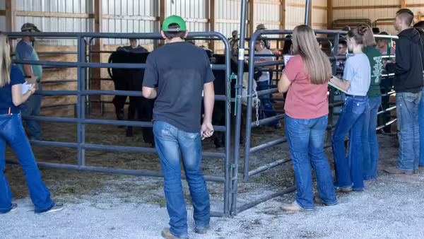 kids judging livestock