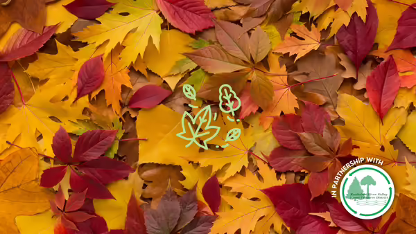 Fall leaves