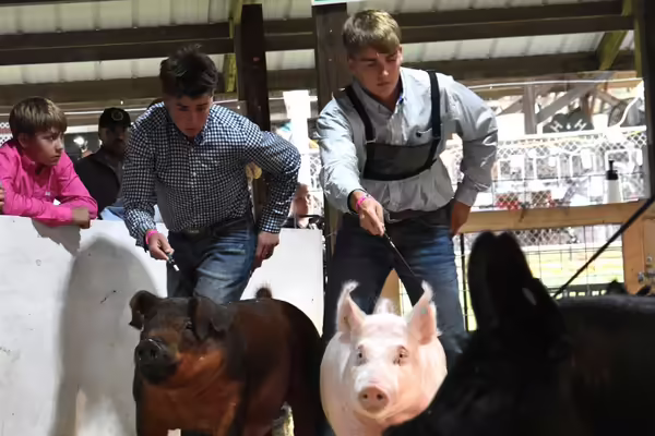 Youth boys in a ring with swine