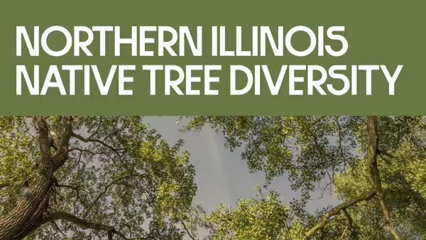 Northern Illinois Native Tree Diversity. Picture oi