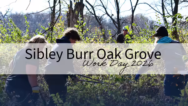 3 workers clearing underbrush in an oak grove