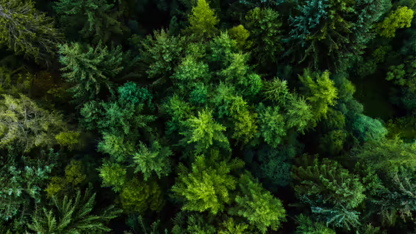 the view from the top of a dense forest