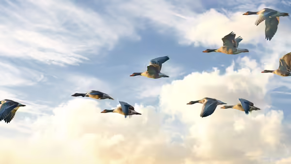 Birds flying