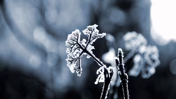 Snow covered plant in gray sky. 