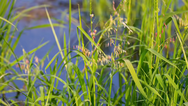 Wild rice growing outside.
