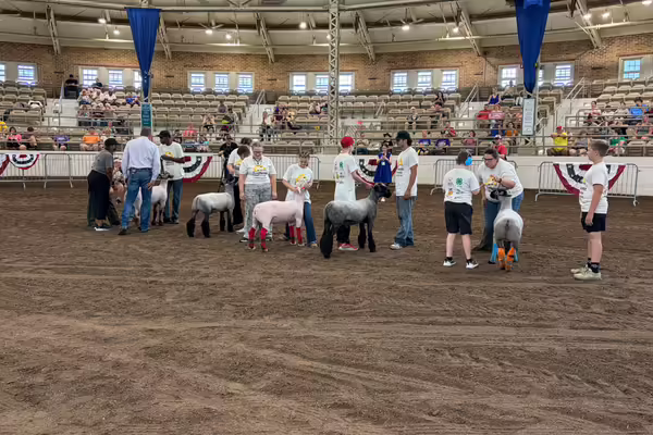 A line of youth participants with their mentors in the showring with their sheep.