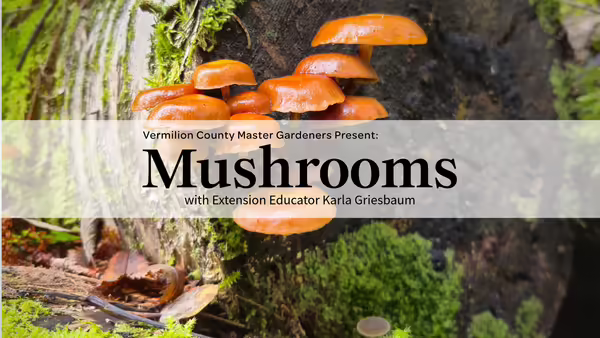 orange domed mushrooms attached to a moss covered log