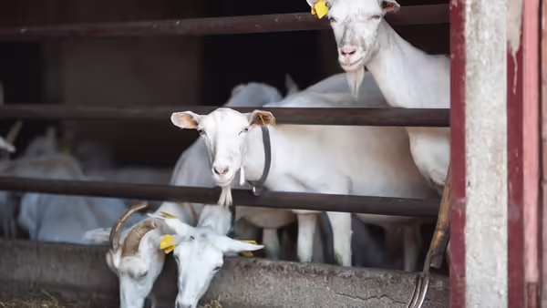 White goats are standing in a barn, eating.