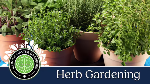 Clay pots are resting on a table with herb planted in them.