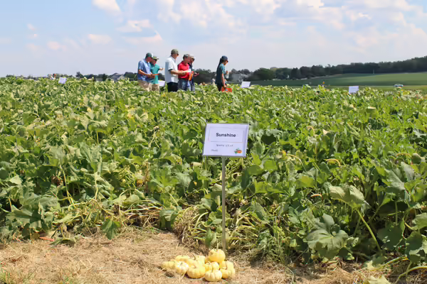 A group of participants walking in a pumpkin field.