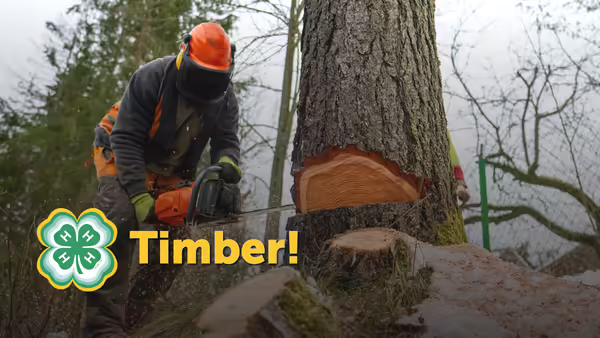 Timber! Yellow font overlaying a picture of a person cutting a tree with a chainsaw