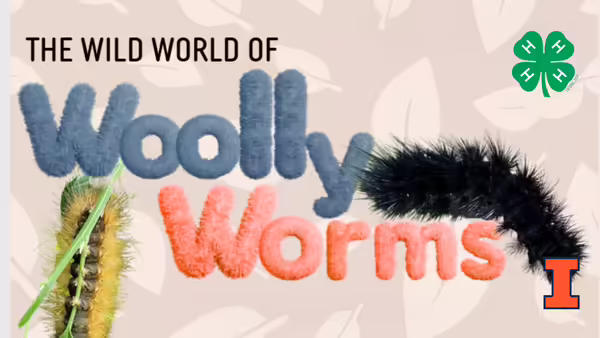 The wild world of wooly worms with 2 wooly worms 