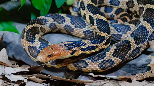 a snake