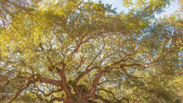 Tree with green leaves