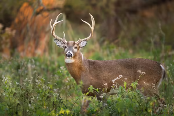 A deer/buck standing in the woods