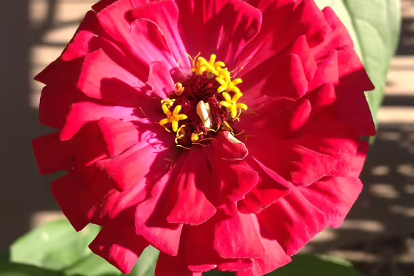 pink zinnia flower