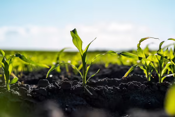 young corn stalks growing in a field