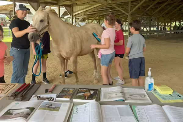white horse being groomed by youth in barn