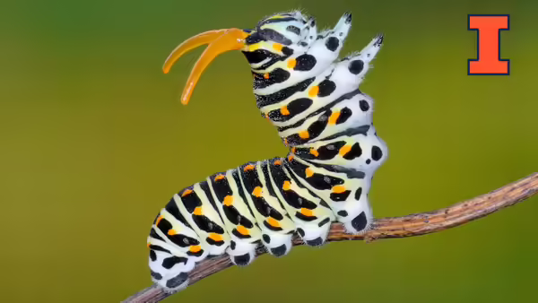 A yellow, black and white caterpillar waving its legs in the air 